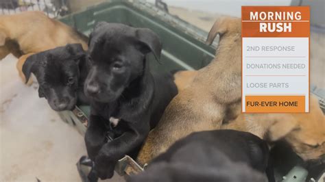 fort worth humane society dogs.